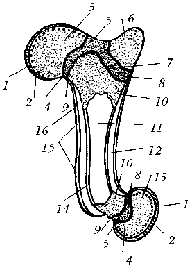 Анатомия трубчатой кости молодого животного